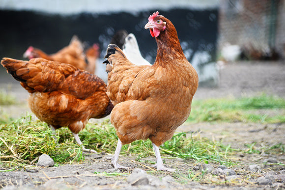 A Few Simple Tips to Help You Train Your Chickens to Use Nesting Boxes