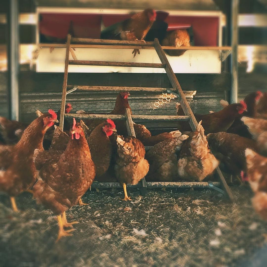 Advice from Daddino's Egg Ranch