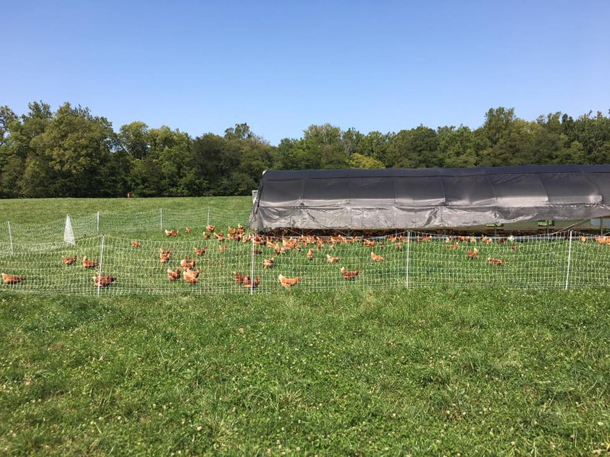 Mobile Chicken Greenhouse with Best Nest Boxes