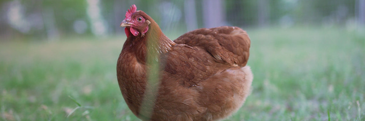 Best Chicken Breeds For Beginners - ChickenGuard